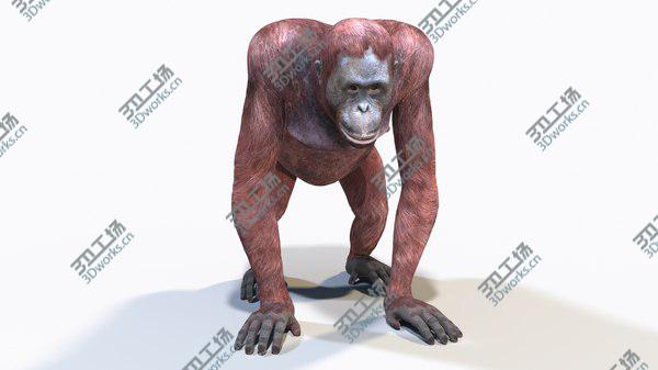 images/goods_img/20210312/Orangutan Female Animated 3D model/3.jpg
